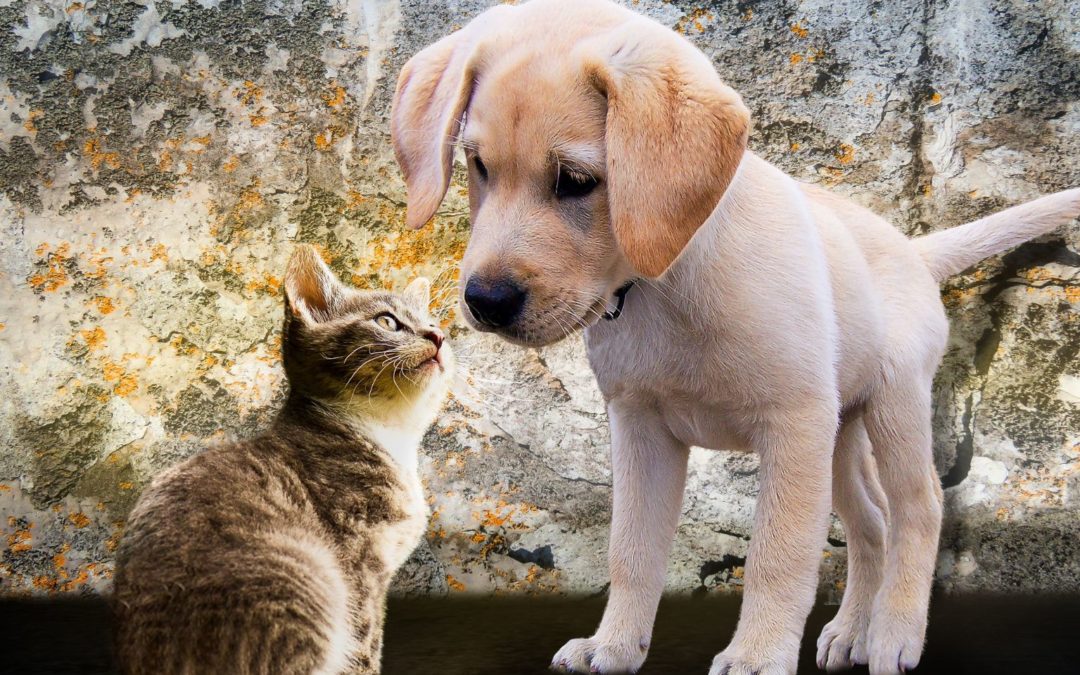 PAGE SERVICE POUR DU PET SITTING