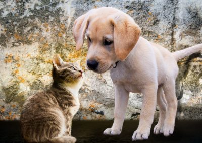 PAGE SERVICE POUR DU PET SITTING